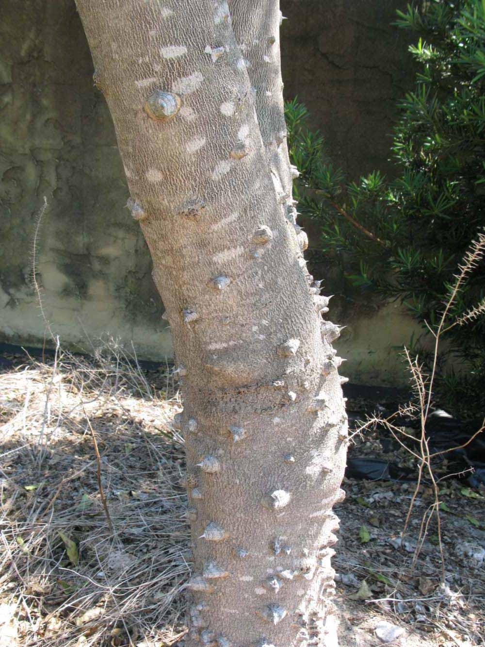              Bark (Winter Haven, FL)       